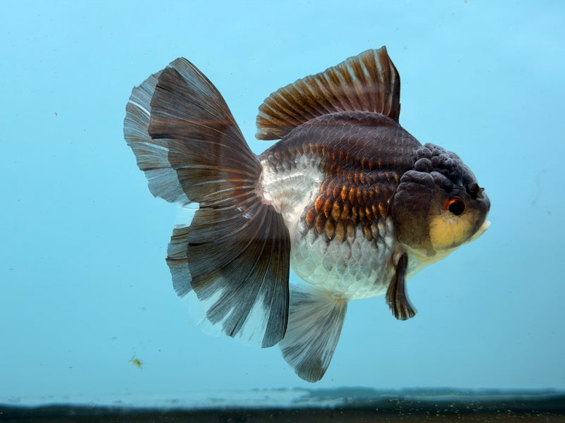 Thai Panda Oranda  3.5'' Male (KP-293) R1B09