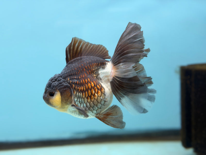 Thai Panda Oranda  3.5'' Male (KP-293) R1B09
