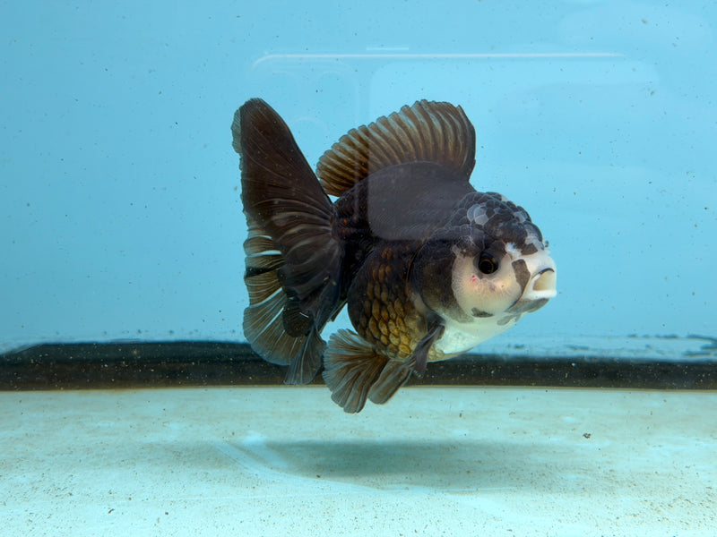 Thai Panda Oranda  3.5'' Male (KP-294) R1A09