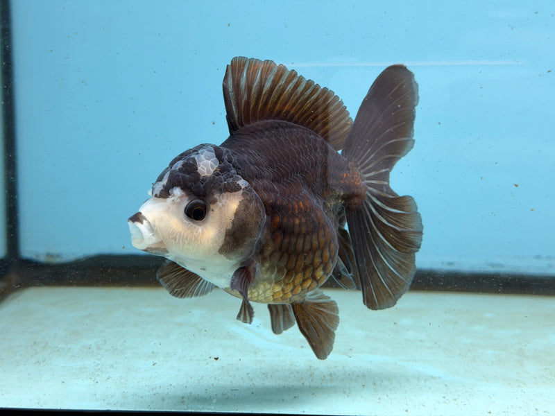 Thai Panda Oranda  3.5'' Male (KP-294) R1A09