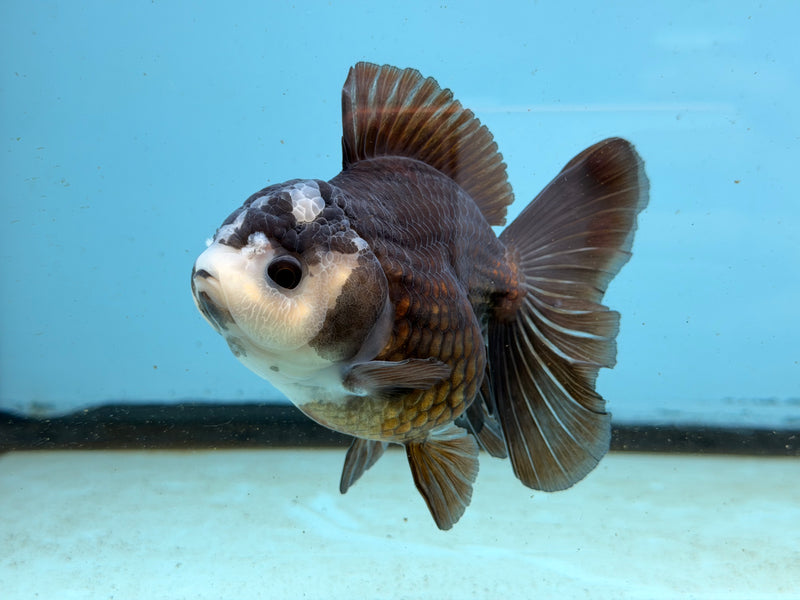 Thai Panda Oranda  3.5'' Male (KP-294) R1A09