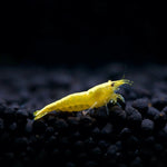 Live Freshwater Aquarium Best Quality Golden Back Yellow Stripe Shrimp 10/$30, 20/$50 (Neocaridina sp.)(FS-019)