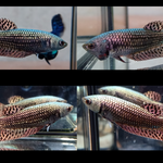 Live Aquarium Betta Fish Coppper Alien Wild Our Choice (CBG-034)