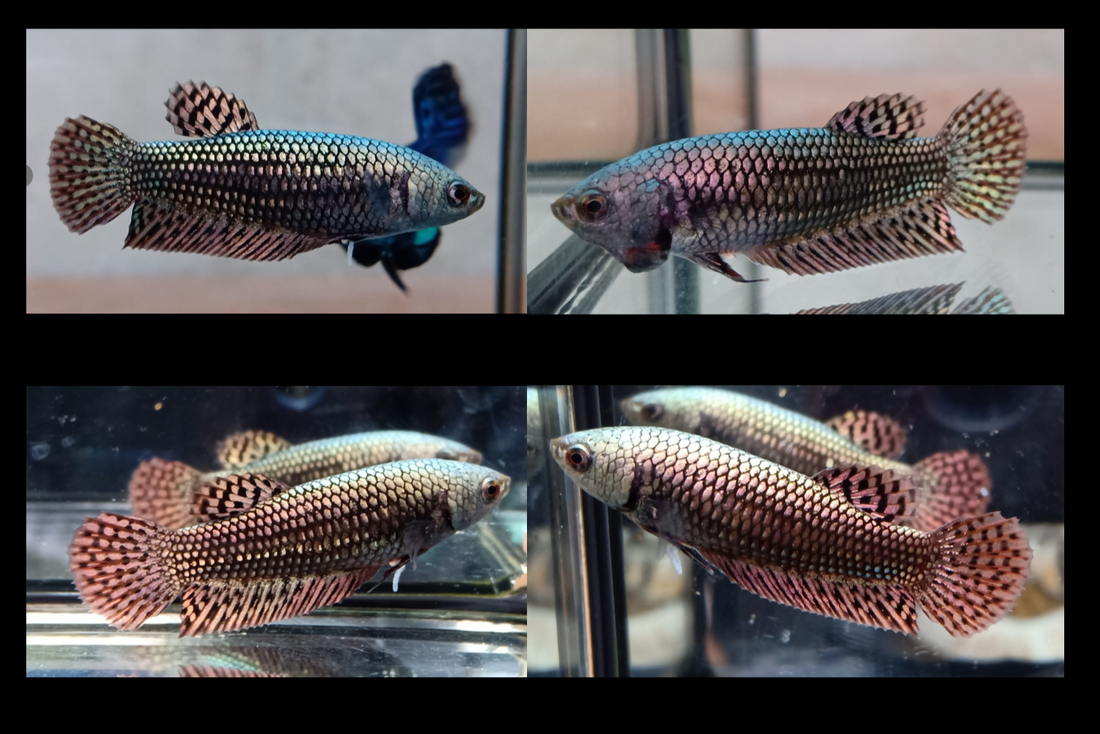 Live Aquarium Betta Fish Coppper Alien Wild Our Choice (CBG-034)