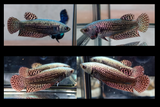 Live Aquarium Betta Fish Coppper Alien Wild Our Choice (CBG-034)