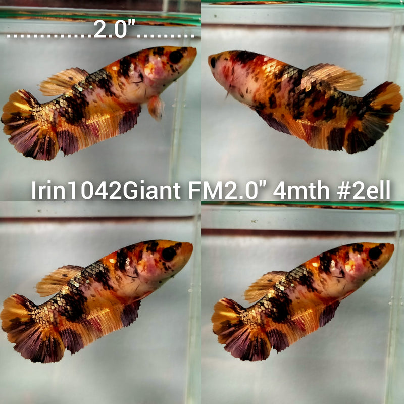 (IRIN-1042) KOI COPPER GALAXY GIANT PLAKAT FEMALE BETTA