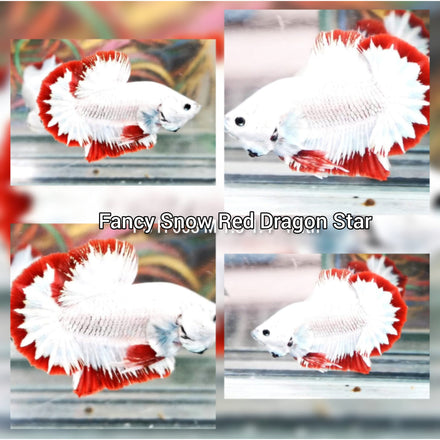 Betta Plakat Male Red Snow Fancy Star Tail (CBM-1041) BUY 4 GET 1 FREE! MIX & MATCH