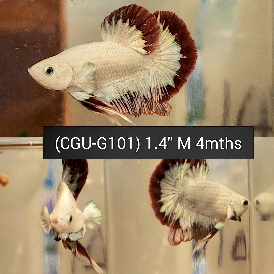(CGU-G104) Fancy Red Snow Star Tail Over Halfmoon Plakat Male betta
