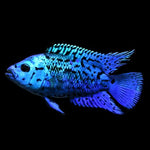 Live Freshwater Aquarium Electric Blue Jack Dempsey American Cichlid (Cichlasoma Octoasciatum) (CHD-148)U029