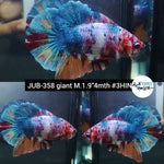 H Live Betta Fish Male Giant Nemo Galaxy Candy Koi (JUB-358)