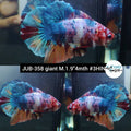H Live Betta Fish Male Giant Nemo Galaxy Candy Koi (JUB-358)
