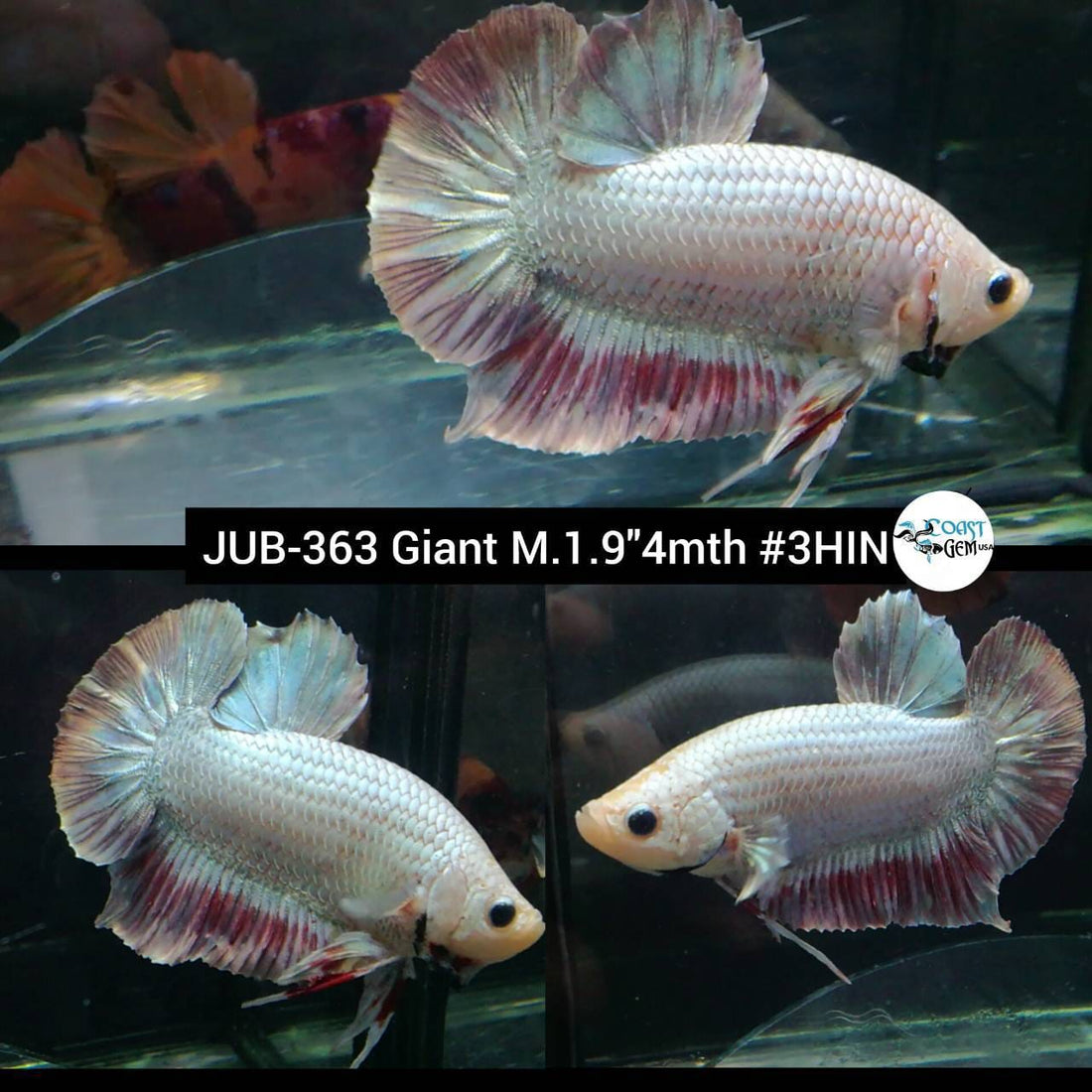 H Live Betta Fish Male Giant Pink Salamander (JUB-363)