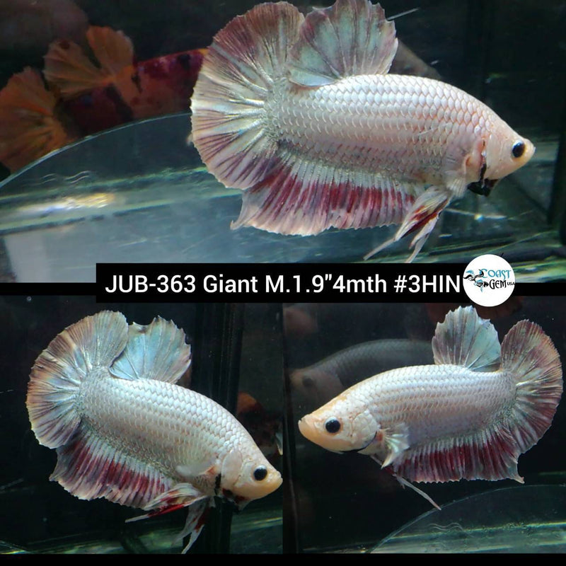 H Live Betta Fish Male Giant Pink Salamander (JUB-363)