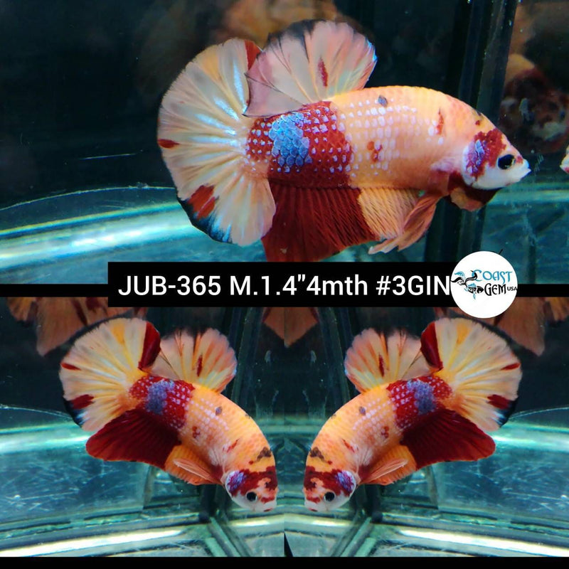 Live Betta Fish Male Plakat Nemo Koi S056 (JUB-365) WHAT YOU SEE WHAT YOU GET! READY TO SHIP!