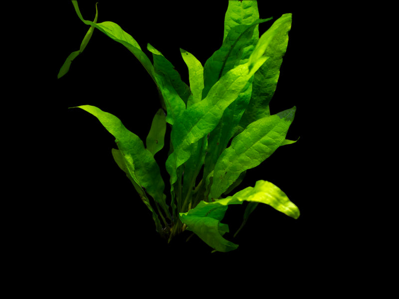 MICROSIUM PTEROPUS (JAVA FERN)