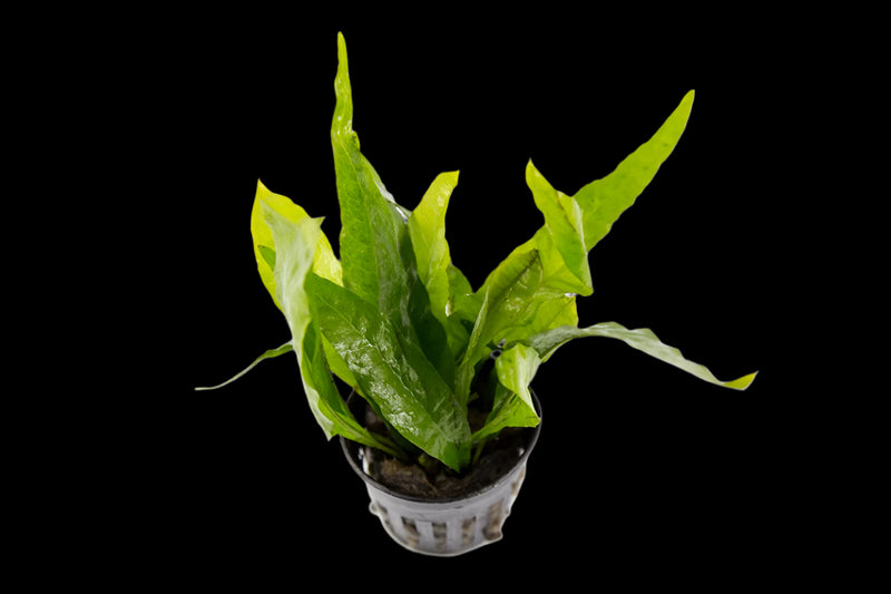 MICROSIUM PTEROPUS (JAVA FERN)