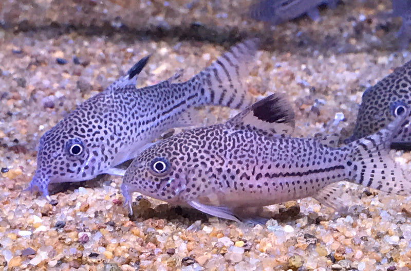 Live Tropical Fish Julii Cory (Corydoras trilineatus)