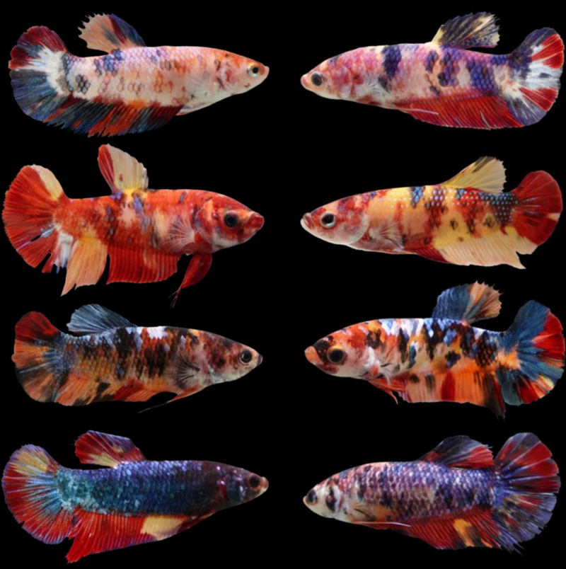 Female Betta Fish Mixed Koi Halfmoon Sorority For Sale — Coast Gem USA