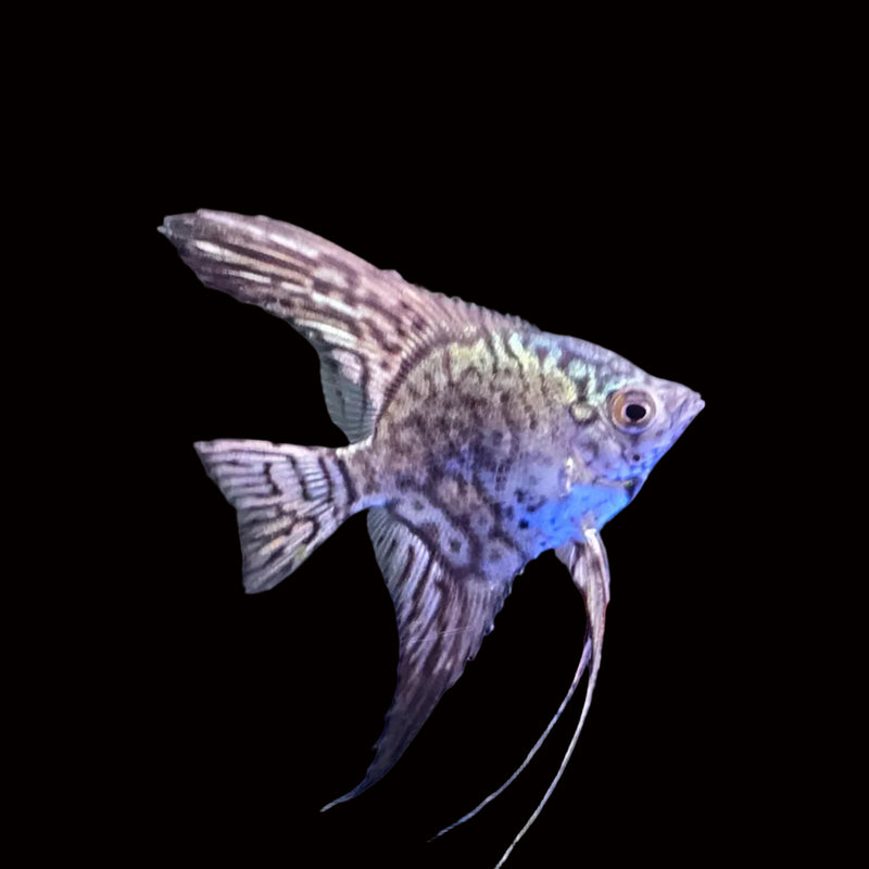 LEOPARD ANGELFISH