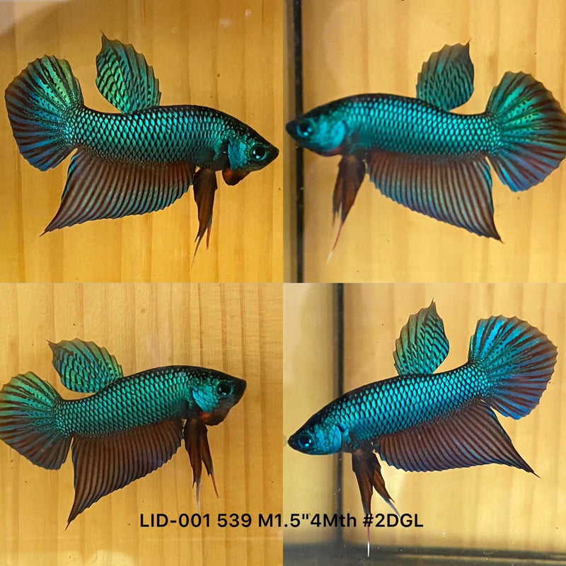 (LID-001)GREEN HYBRID MALE buriram BETTA