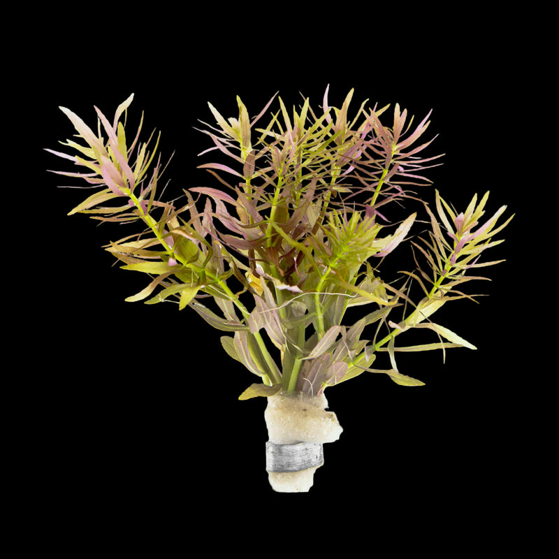 LIMNOPHILA AROMATICA (HIPPURIDOIDES) (RICE PADDY HERB (LIMNOPHILLA AROMATICA))