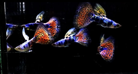 Rare Lazuri Rainbow Tiger Red Mosaic