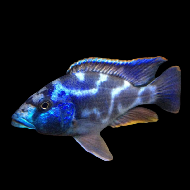 Livingstoni African Cichlid