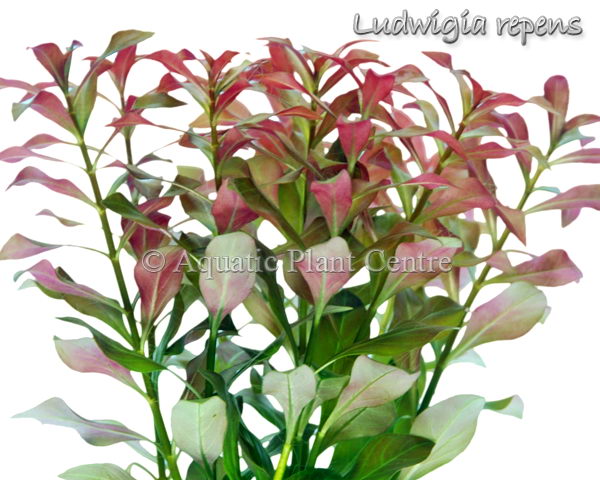 LUDWIGIA REPENS (LUDWIGIA, RED)