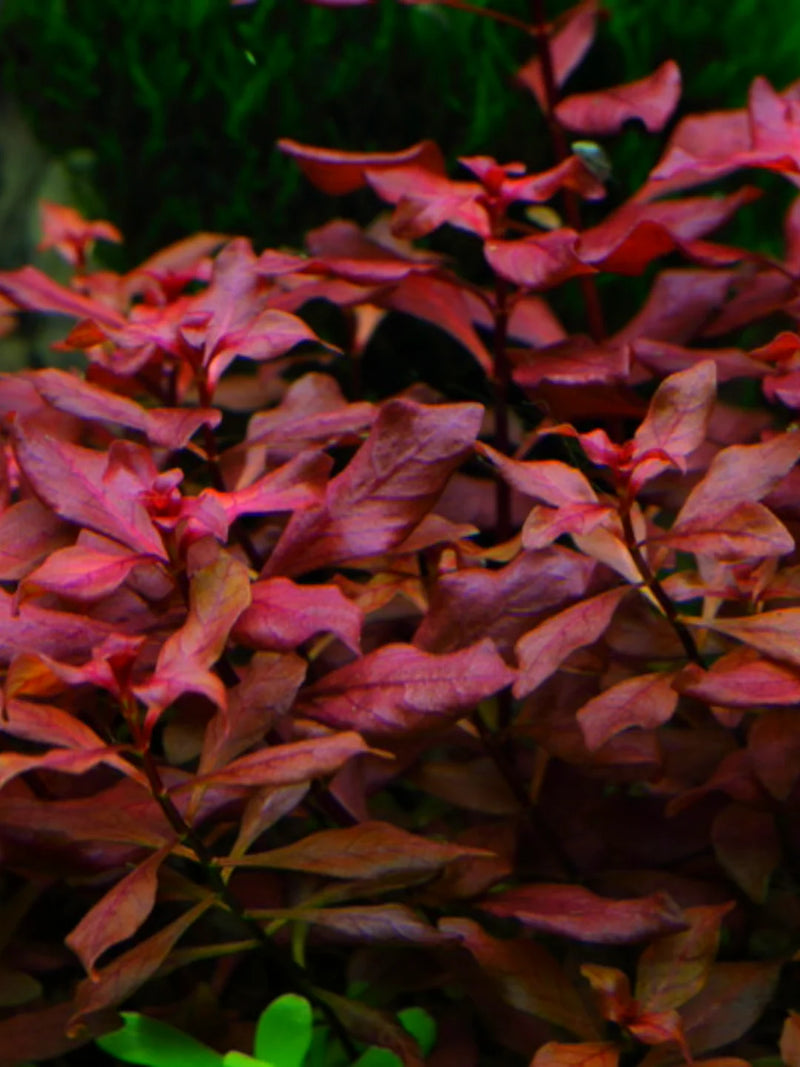 LUDWIGIA PALUSTRIS (LUDWIGIA, PALUSTRIS)