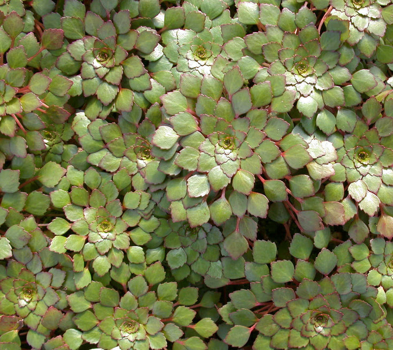 Mosaic Plant or Ludwigia sedioides Floating Plant