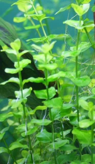 LYSIMACHIA NUMMULARIA ( LLOYDIELLA)