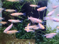 Orange Sparkle Medaka Ricefish 0.75-1.00in