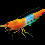 Live Freshwater Aquarium High Quality Orange Rili Shrimp 10/$30, 20/$50 (Neocaridina sp.)(FS-021)