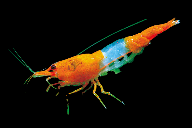 Live Freshwater High Quality Orange Rili Shrimp Neocaridina l For