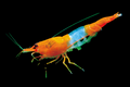 Live Freshwater Aquarium High Quality Orange Rili Shrimp 10/$30, 20/$50 (Neocaridina sp.)(FS-021)