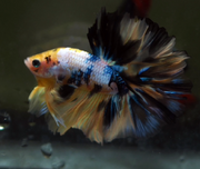Yellow Koi Galaxy Fancy Halfmoon Rosetail 