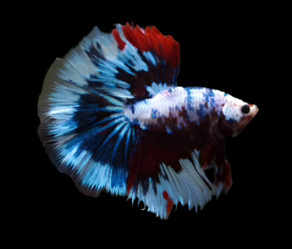 Fancy MArble Over Halfmoon Candy Fancy Galaxy Male Betta