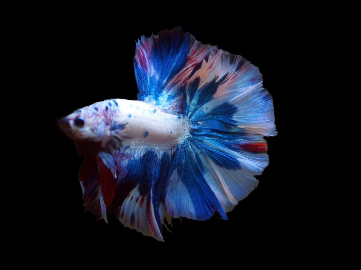 tri-color Marble Over Halfmoon Rosetail Halfmoon male betta
Blue, white, and Red
