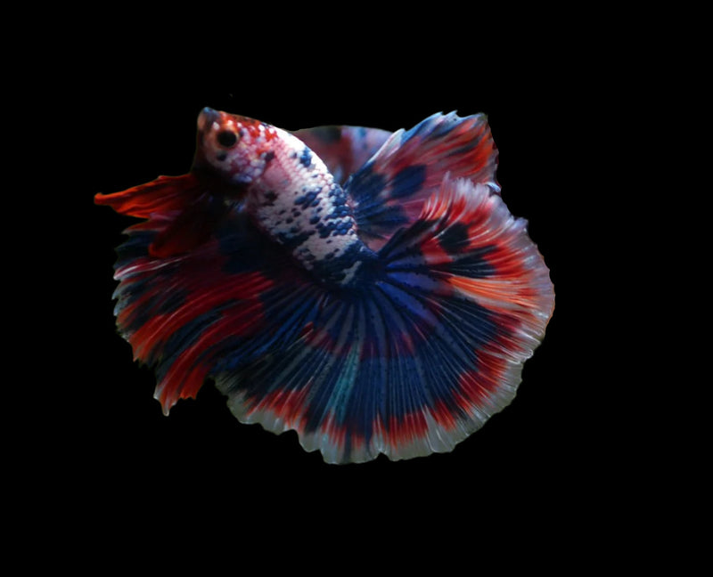 Marble Multi color rosetail halfmoon male betta
red,blue, candy