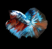 Fancy MArble Over Halfmoon Candy Fancy Galaxy Nemo Male Betta