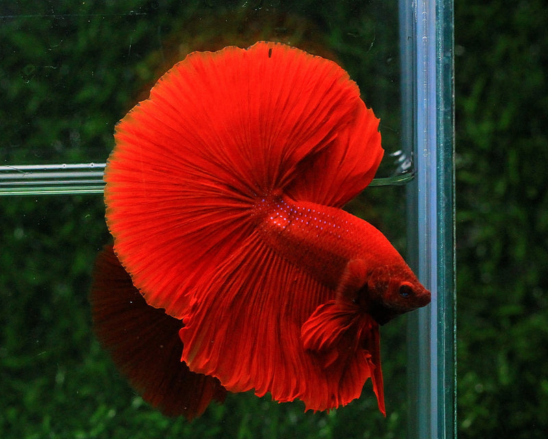 Betta fish HMPK Perfect Deep Super Red Betta fish HMPK Perfect Deep Super Red