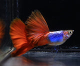  Blue Lazuri Red Tail High Dorsal Guppy