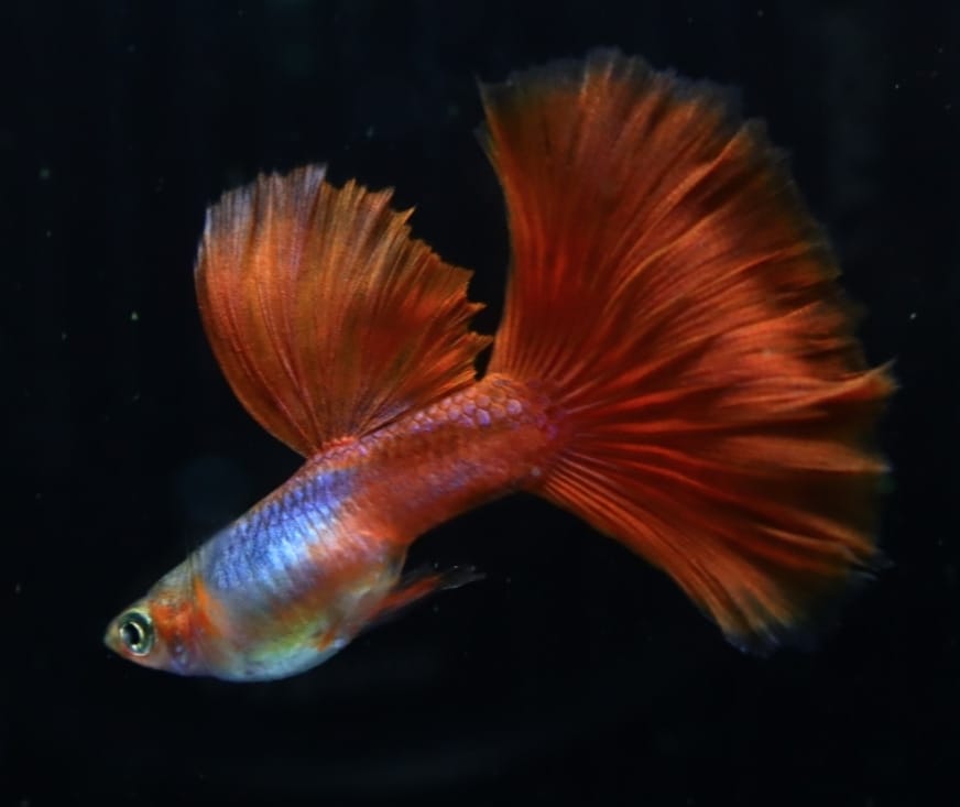  Blue Lazuri Red Tail High Dorsal Guppy