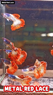 Metal Red Lace guppy
