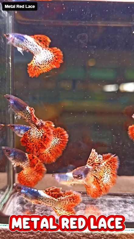 Metal Red Lace guppy