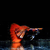 Rare Black Red Tiger Guppy