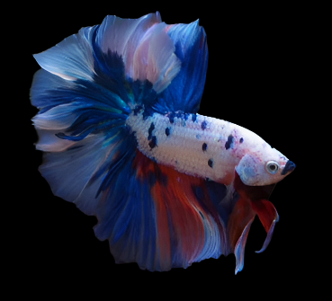 Fancy BLue Marble Polka Dot Dragon Scale Rosetail Over Halfmoon Male Betta
