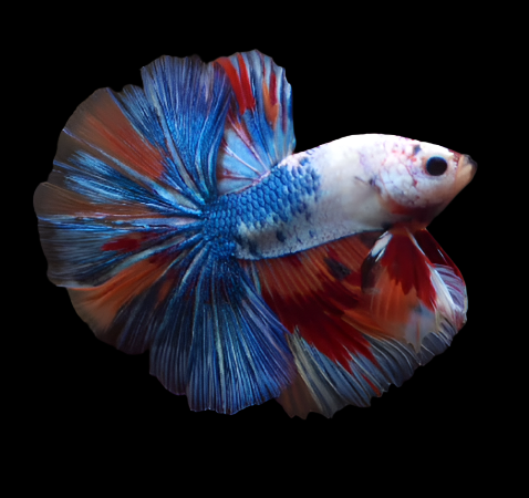Blue Fancy MArble Candy Multicolor Dragon Scale Over Halfmoon Male Betta