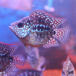 Live Fish American Cichlid SHORT BODY SUPER RED TEXAS Fry 1.00-2.00 inch (CHD-049)