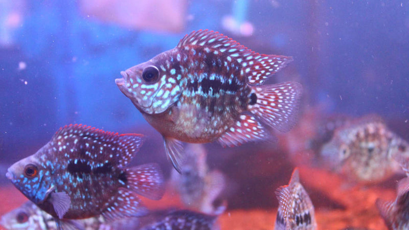 Live Fish American Cichlid SHORT BODY SUPER RED TEXAS Fry 1.00-2.00 inch (CHD-049)